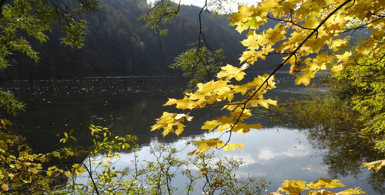 Obersee mit buntem Herbstlaub