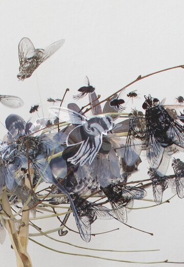 Veranstaltungsbild: Sonderausstellung: Anna Pflanzelt - Fliegenkrone