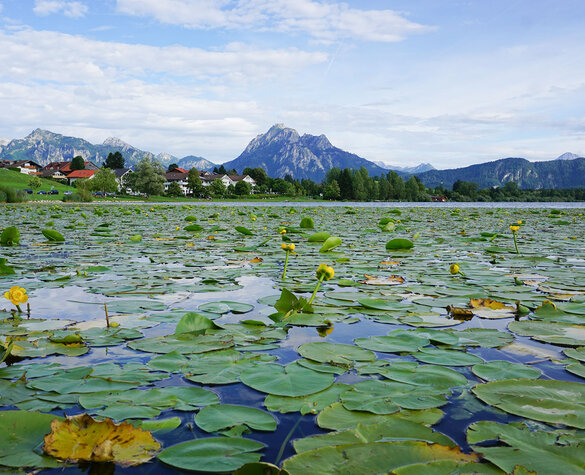 Blog Vorschaubild - Allgäuer Südsee(n) 