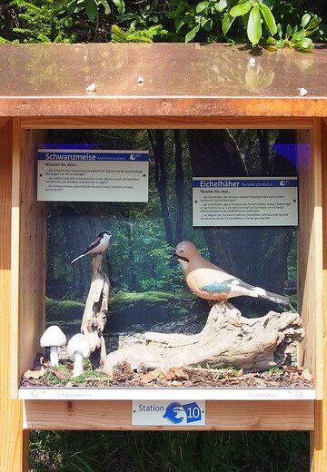 Veranstaltungsbild: Vogelstimmenwanderung auf dem LBV-Vogelerlebnispfad am Alatsee