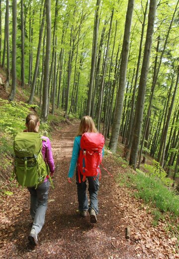 Event picture Beech Forests - Diversity and Beauty in the Faulenbach Valley